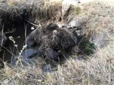 Sarıkamış'ta Yol Kenarında Yaralı Ayı Bulundu Sarıkamış'ta Yol Kenarında Yaralı Ayı Bulundu