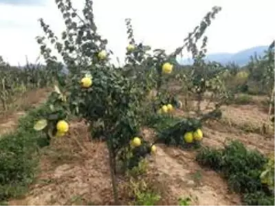 Simav'da alternatif ürün ayva Simav'da alternatif ürün ayva