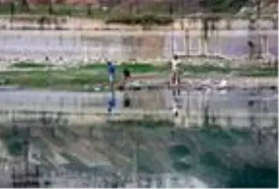 Suyu çekilen Seyhan Nehri'ne inip, balık için hayatlarını tehlikeye attılar Suyu çekilen Seyhan Nehri'ne inip, balık için hayatlarını tehlikeye attılar