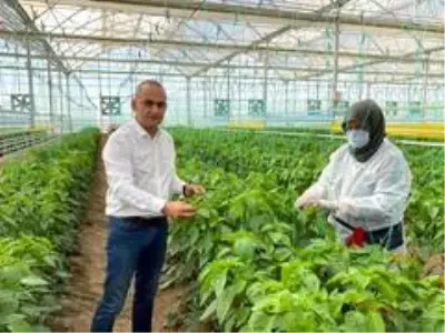 Türk mühendislerden yerli tohum hamlesi Türk mühendislerden yerli tohum hamlesi