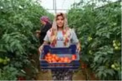 Ümmühan, serada domates toplayıp, traktör lastiği taşıyarak şampiyonaya hazırlanıyor