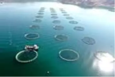 Yamula Barajı'nda 1400 ton somon üretildi Yamula Barajı'nda 1400 ton somon üretildi