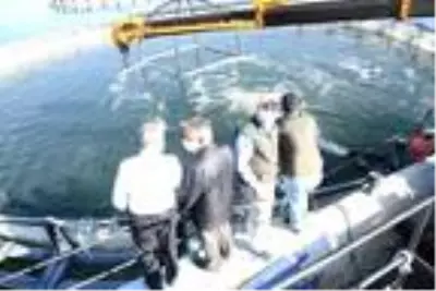 Yamula Barajı'nda 1400 ton somon üretildi Yamula Barajı'nda 1400 ton somon üretildi