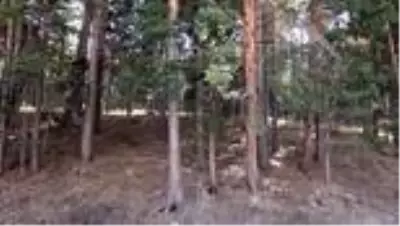 Yaralı bulunan bozayı tedavi altına alındı Yaralı bulunan bozayı tedavi altına alındı