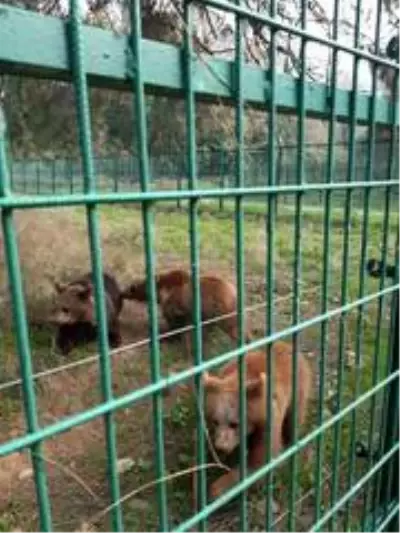 Son Dakika | Yavru ayılar Bursa'ya gönderildi Son Dakika | Yavru ayılar Bursa'ya gönderildi