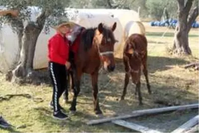 11 yaşında at binip, engeller üzerinden atlıyor 11 yaşında at binip, engeller üzerinden atlıyor