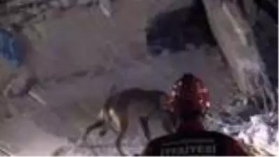 Bayraklı'daki Emrah apartmanında köpeklerle arama çalışmaları devam ediyor