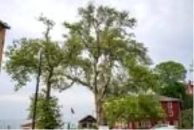 Bronz Çağı'ndan beri yaşayan porsuk ağacı, 4 bin yıl daha yaşayabilir Bronz Çağı'ndan beri yaşayan porsuk ağacı, 4 bin yıl daha yaşayabilir