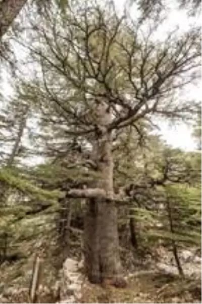 Bronz Çağı'ndan beri yaşayan porsuk ağacı, 4 bin yıl daha yaşayabilir Bronz Çağı'ndan beri yaşayan porsuk ağacı, 4 bin yıl daha yaşayabilir