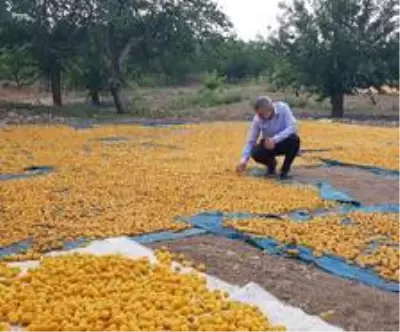 Doğu'da en fazla ihracat Malatya'dan gerçekleştiriliyor Doğu'da en fazla ihracat Malatya'dan gerçekleştiriliyor