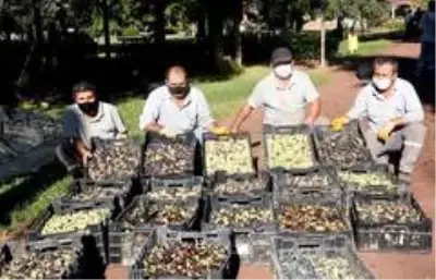 Dokuma'da zeytin hasadı Dokuma'da zeytin hasadı