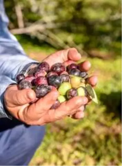 Dokuma'da zeytin hasadı Dokuma'da zeytin hasadı