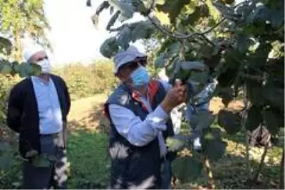 Fındıkta ezber bozuluyor Fındıkta ezber bozuluyor