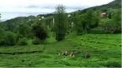 Karadeniz için ürküten iklim değişikliği uyarısı: Sel ve heyelanlar artacak Karadeniz için ürküten iklim değişikliği uyarısı: Sel ve heyelanlar artacak