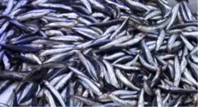 Karadeniz hamsisi tezgahlarda Karadeniz hamsisi tezgahlarda