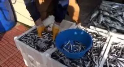 Karadeniz hamsisi tezgahlarda Karadeniz hamsisi tezgahlarda