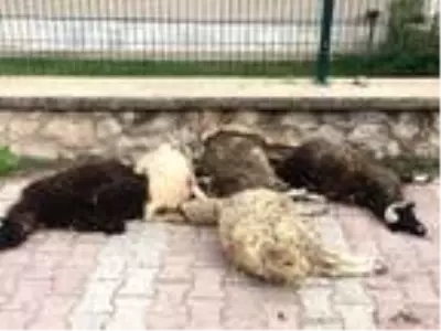 Ölen 6 kuzusunu, İlçe Tarım Müdürlüğü önüne bıraktı Ölen 6 kuzusunu, İlçe Tarım Müdürlüğü önüne bıraktı