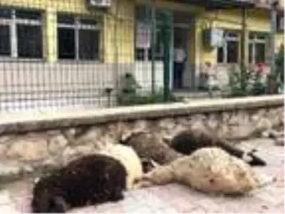 Ölen 6 kuzusunu, İlçe Tarım Müdürlüğü önüne bıraktı Ölen 6 kuzusunu, İlçe Tarım Müdürlüğü önüne bıraktı