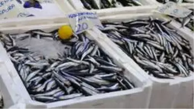 Palamut balığında son günler Palamut balığında son günler
