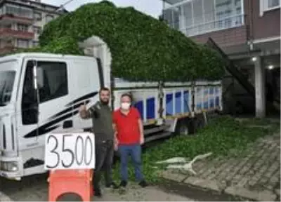 Özel sektör yaş çay alımlarını sürdürüyor Özel sektör yaş çay alımlarını sürdürüyor