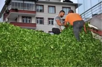 Özel sektör yaş çay alımlarını sürdürüyor Özel sektör yaş çay alımlarını sürdürüyor