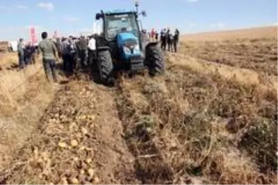 Yozgat'ta yerli patates hasadı yapıldı Yozgat'ta yerli patates hasadı yapıldı