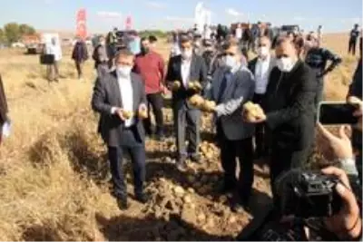 Yozgat'ta yerli patates hasadı yapıldı Yozgat'ta yerli patates hasadı yapıldı