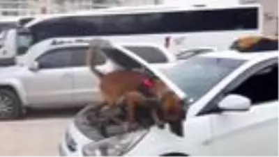 14 kilo 700 gram takoz esrar ele geçirildi 14 kilo 700 gram takoz esrar ele geçirildi