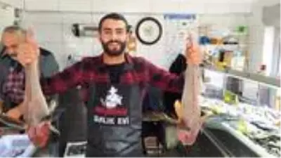 5'er kiloluk kırlangıç balıkları 500'er liradan satışa sunuldu 5'er kiloluk kırlangıç balıkları 500'er liradan satışa sunuldu