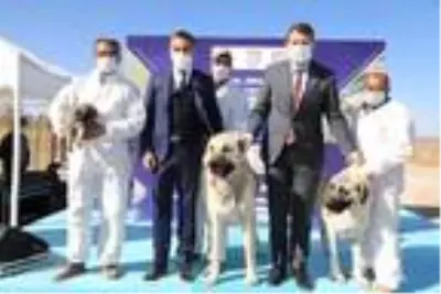 Kangal Köpeği Araştırma ve Dokümantasyon Merkezi'nin temeli atıldı Kangal Köpeği Araştırma ve Dokümantasyon Merkezi'nin temeli atıldı