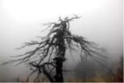 Bolu'ya mevsimin ilk karı düştü Bolu'ya mevsimin ilk karı düştü