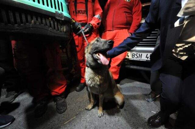 K-9 arama köpeği Bob'un enkazda bulduğu kedi kurtarıldı