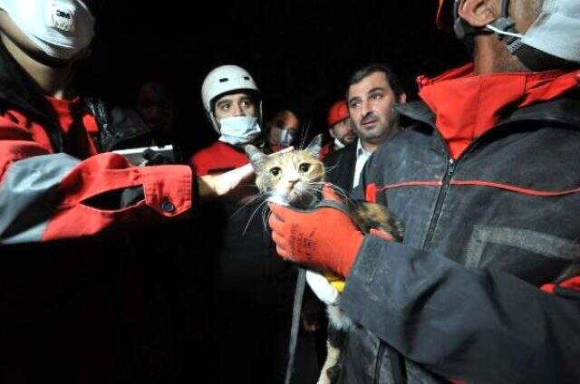 K-9 arama köpeği Bob'un enkazda bulduğu kedi kurtarıldı