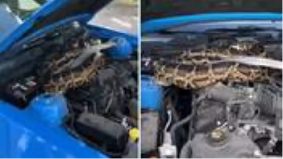 Aracı tekleyen sürücü, kaputu açınca 3 metrelik pitonla burun buruna geldi