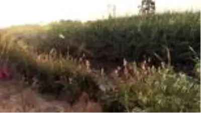 Polisten kaçan kadın, otomobilinin devrildiği atık su kanalında hayatını kaybetti Polisten kaçan kadın, otomobilinin devrildiği atık su kanalında hayatını kaybetti