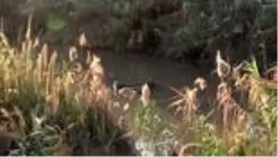 Polisten kaçan kadın, otomobilinin devrildiği atık su kanalında hayatını kaybetti Polisten kaçan kadın, otomobilinin devrildiği atık su kanalında hayatını kaybetti