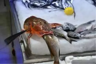 Sinop'ta 2 kiloluk kırlangıç balığı yakalandı Sinop'ta 2 kiloluk kırlangıç balığı yakalandı