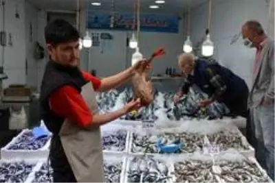 Sinop'ta 2 kiloluk kırlangıç balığı yakalandı Sinop'ta 2 kiloluk kırlangıç balığı yakalandı