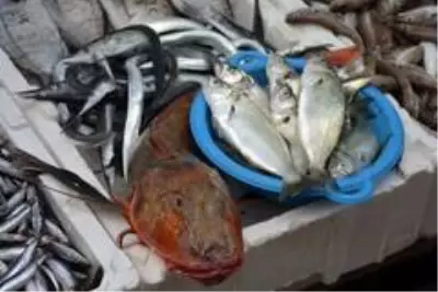 Sinop'ta 2 kiloluk kırlangıç balığı yakalandı Sinop'ta 2 kiloluk kırlangıç balığı yakalandı