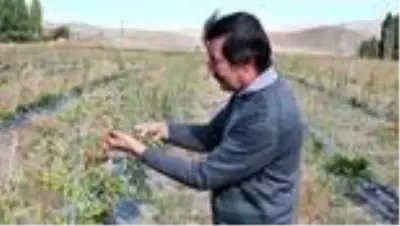 Ata ocağı köyde goji berry yetiştiren profesör çiftçilere örnek oluyor Ata ocağı köyde goji berry yetiştiren profesör çiftçilere örnek oluyor