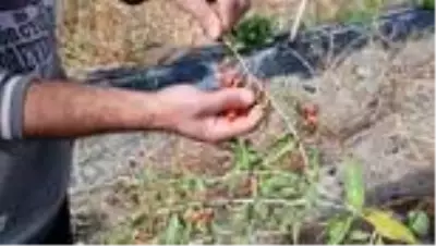 Ata ocağı köyde goji berry yetiştiren profesör çiftçilere örnek oluyor Ata ocağı köyde goji berry yetiştiren profesör çiftçilere örnek oluyor