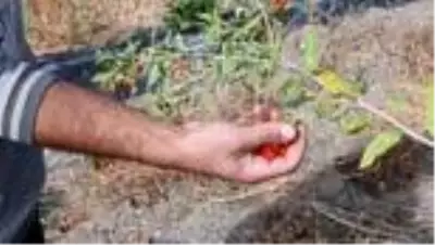 Ata ocağı köyde goji berry yetiştiren profesör çiftçilere örnek oluyor Ata ocağı köyde goji berry yetiştiren profesör çiftçilere örnek oluyor