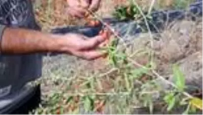 Ata ocağı köyde goji berry yetiştiren profesör çiftçilere örnek oluyor Ata ocağı köyde goji berry yetiştiren profesör çiftçilere örnek oluyor