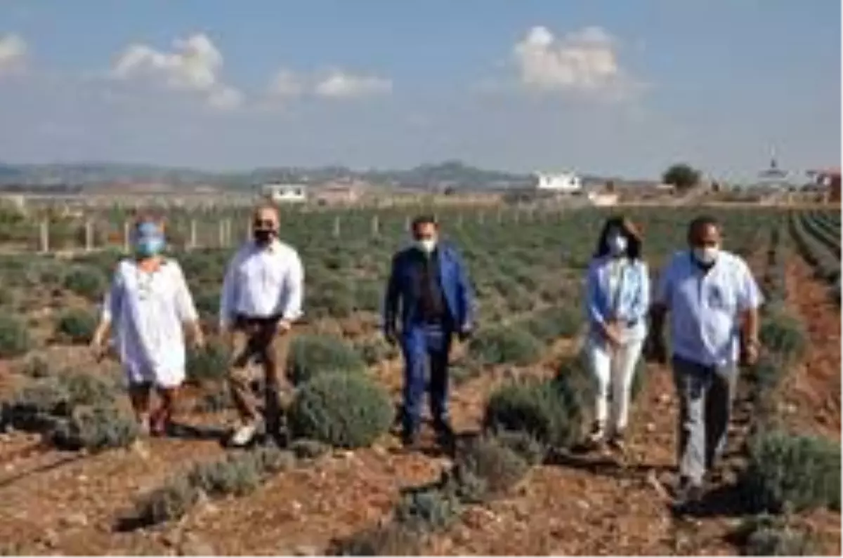 Adana'da lavanta balı üretilecek