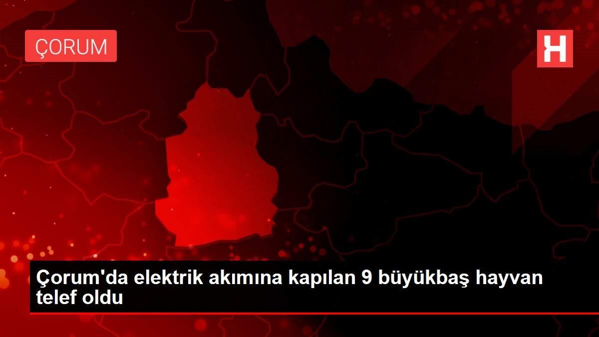 Çorum'da elektrik akımına kapılan 9 büyükbaş hayvan telef oldu Çorum'da elektrik akımına kapılan 9 büyükbaş hayvan telef oldu