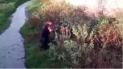 Dereye düşen yavru köpeği itfaiye kurtardı Dereye düşen yavru köpeği itfaiye kurtardı