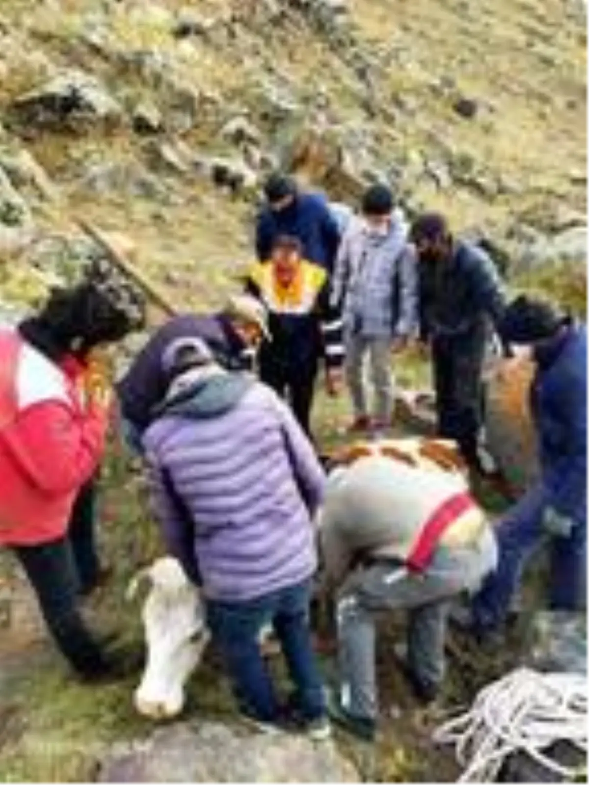 Çıldır gölü kıyısındaki kayalıklara düşen ineği AFAD kurtardı