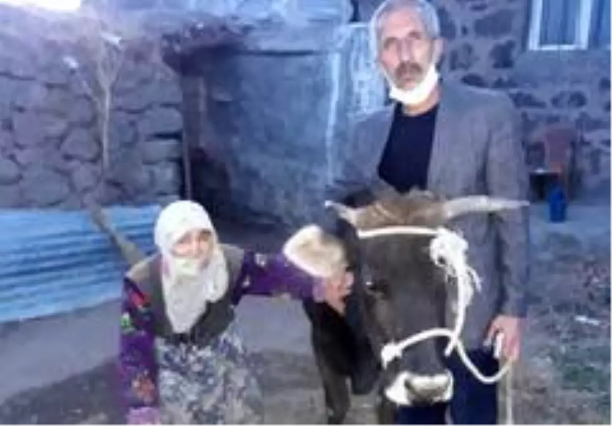 Necla Nine cami inşaatı için ineğini bağışladı