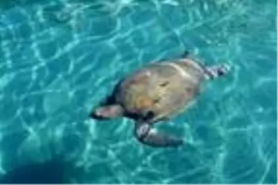 Deniz kaplumbağasının liman gezintisi Deniz kaplumbağasının liman gezintisi