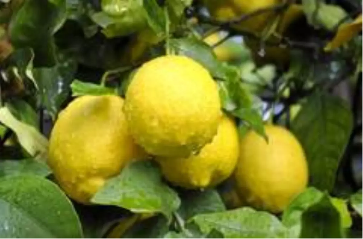 Mersin ve Adana'nın ekim ayı enflasyonu yüzde 12,06